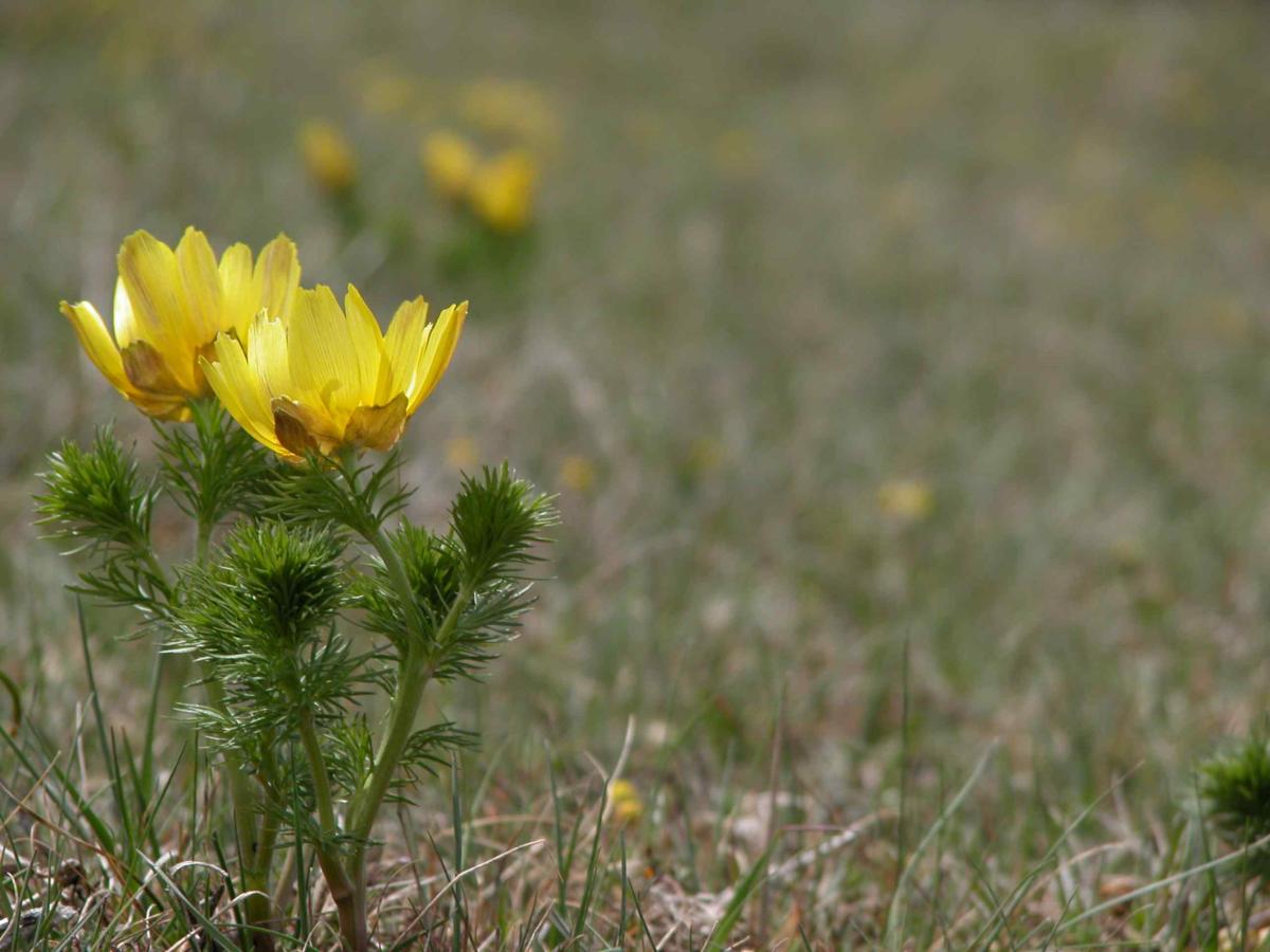 Adonis, Yellow leaf